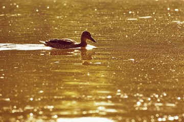 A beautiful black wild duck floating on the surface of a pond (Fulica atra, Fulica previous)