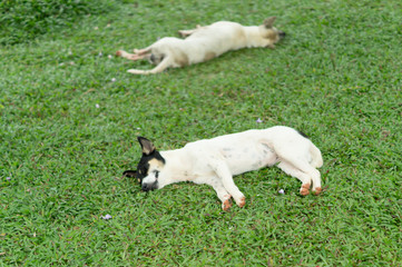 Dogs lie on grass
