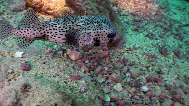 Puffer box fish Ostracion cubicus swims underwater on seabed over rocky reef. Unique landscape, canyons, walls, caves. Amazing array of marine life ready for exploration. Close-up macro video.
