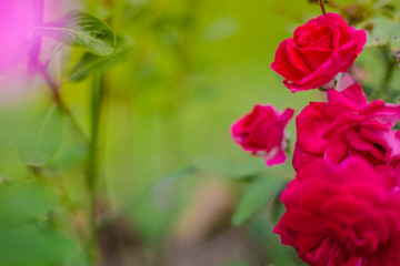 Red rose on green natural background.