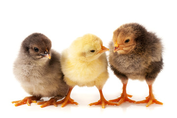 three little chicken isolated on white background