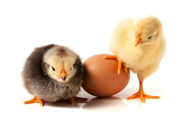 Cute little chicken with eggshell isolated on white background