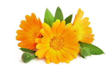 Calendula. Marigold flower with leaf isolated on white background