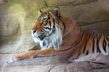 Sumatran Tiger Side Profile with a natural background