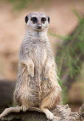 Isolated Meerkat standing keeping watch