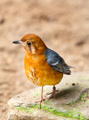A red capped robin chap standing on dry sandy ground