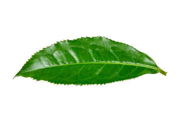 Fototapeta na wymiar Tea leaf isolated on the white background