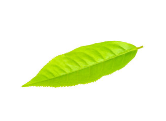 Obraz premium Tea leaf isolated on the white background