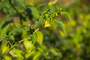 Tomatillo (Physalis philadelphica) or Mexican husk tomato