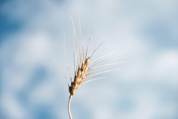 Fototapeta premium Golden wheat ear standing alone