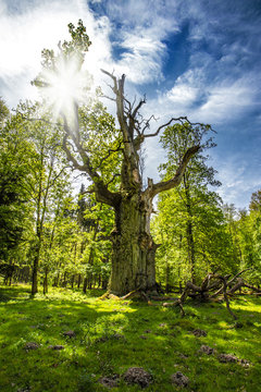 a very old and large oak