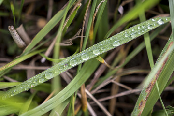 Dew drops on grass stalks early in the morning