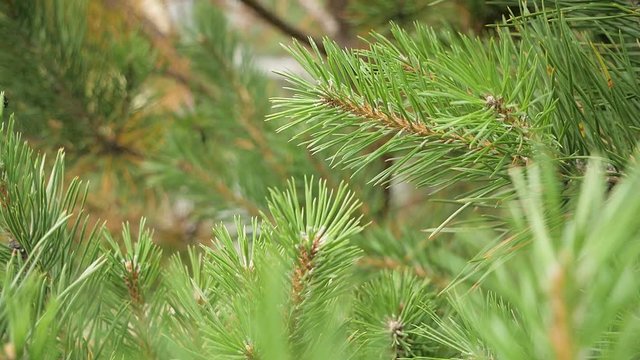 Close up of young green fir tree branches. Shallow depth of field