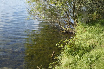 Gräser an einem Seeufer