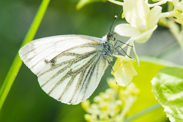 Grünaderweißling, Picris napi