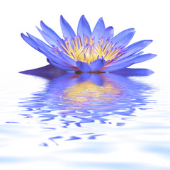 fleur de nymphéa bleu sur l'eau 