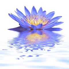 Papier Peint photo fleur de lotus fleur de nymphéa bleu sur l'eau 