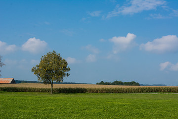 Maisfeld und Gr&uuml;nland
