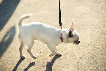 Funny white toy terrier dog on the leash. Portrait of Russians toy terrier. Close image of beautiful cute toyterrier. 