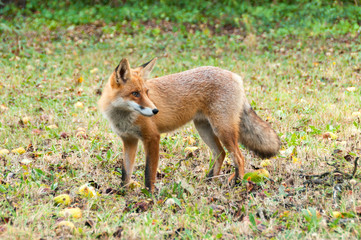 Red Fox