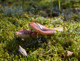 View of autumn European forest
