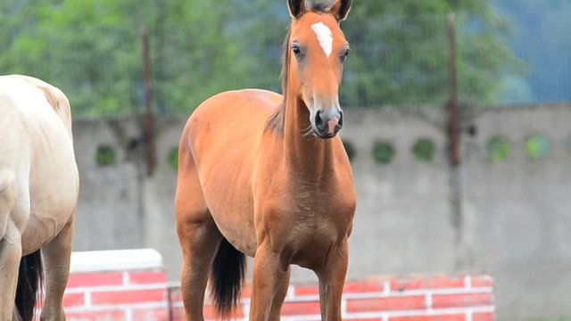 Couple of young colts posing