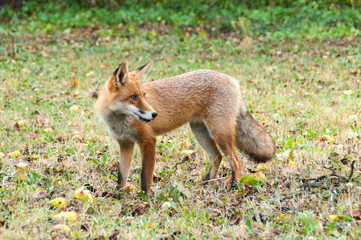 Red Fox