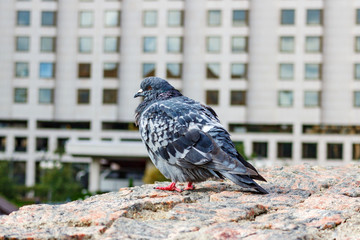 Fototapeta premium Wild pigeons on the granite wall in the city park