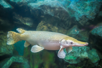 Close up of freshwater fish in aquarium.