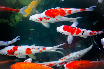 Koi Carps Fish Japanese swimming, beautiful color background