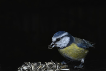 Meise mit Futter und im Flug