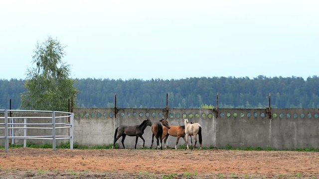 Landscape with horses