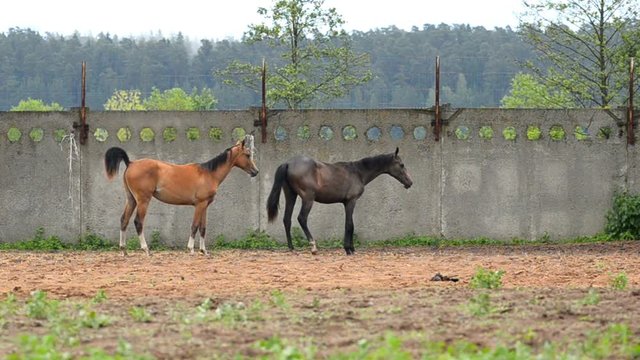 Two funny horses