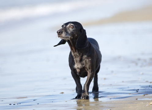 Old Dachshund On The Beach