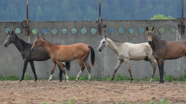 Four beautiful horses neighing together