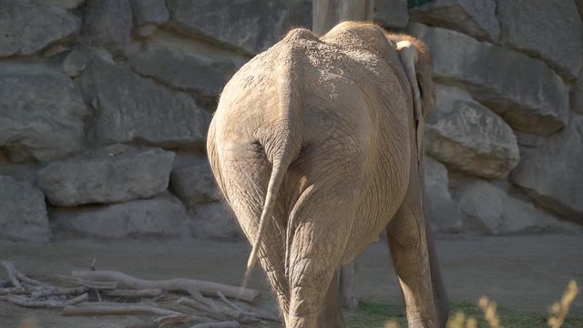 Animal cinemagraph in 4K rear view of elephant his tail ticking like second hand of a clock in same rythm loop
