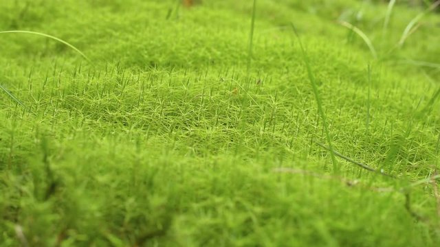 Moss Background Texture