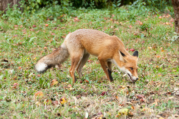 Red Fox