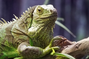 Iguana