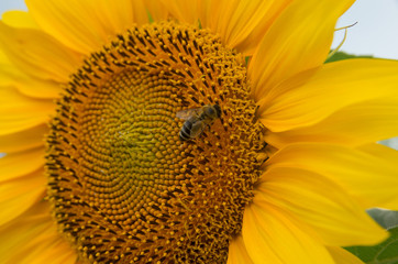 Bee pollinated sunflower