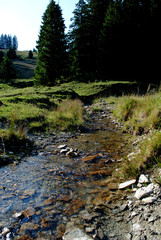 River in the forest with rocks.