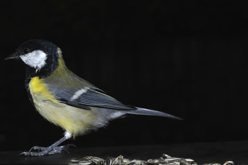 Meise mit Futter und im Flug