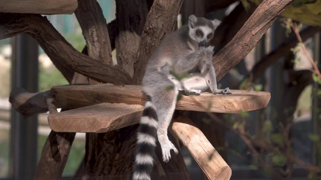 animal cinemagraph in 4K loop sitting lemur licking his paw
