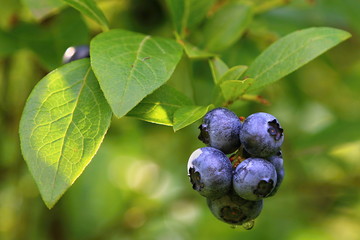 Canadian blueberries on busch during summer