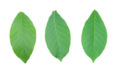Malabar or Terminalia catappa of green Leaves isolated on white background.