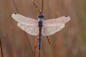 Blue dragonfly, probably the Black-tailed skimmer, covered with little dew drops