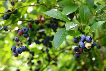 Canadian blueberries on busch during summer