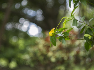 Bokeh background and doll in park