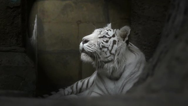 Bengal tiger lying in dark cave and looking up