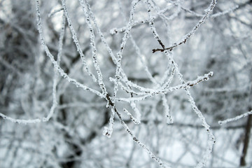 Frozen branches winter forest background